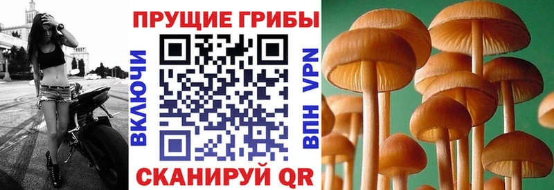 Псилоцибиновые грибы мицелий  Цимлянск 